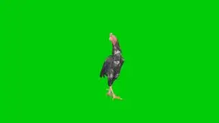 rooster on green screen