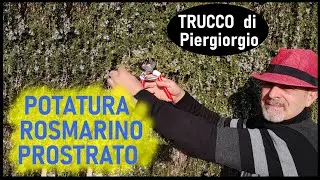POTATURA ROSMARINO PROSTRATO (pruning prostrate rosemary - poda de romero postrado)