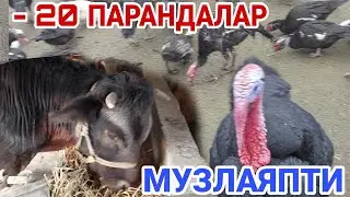 ТОВУКЛАРИМ МЕНДАН ХАФАМИ...СОВУК УТА КАТТИК (ОХУНОВ ТВ)