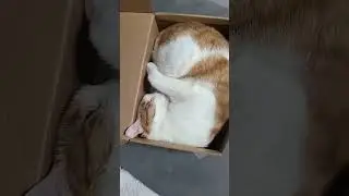 зато не в ипотеку #кот #рыжий