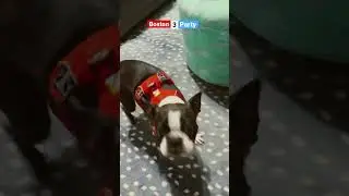 Boston Terrier Party!  #bostonterrier #dogs #viral #foryou #shorts
