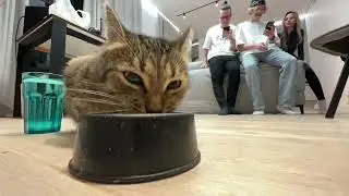 Кореш купил кота