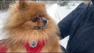 Вся мордочка в снегу! Померанский шпиц гуляет по зимнему лесу