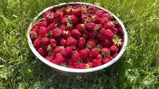 female hand holding red sweet joucy strawberry Against the basin full with berries