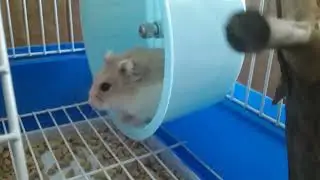 Хомяк Хома