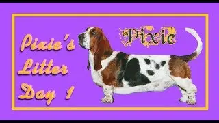 Pixie's Puppies Day 1