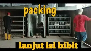 packing || lanjut isi bibit