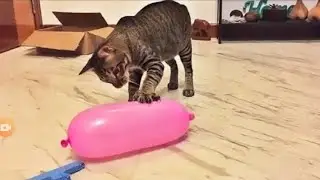 Cat vs Balloon, funny
