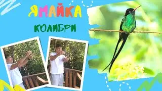 #Shorts. Колибри. Ямайка.