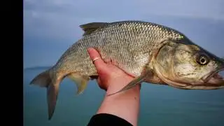 Nádlakó balatoni balin savage gear twitch minnow-val