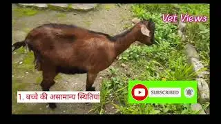 Dystocia in Goat #goat #कठिन प्रसव