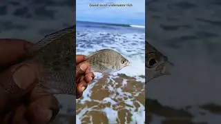 saved most beautiful underwater fish returned to their sea|| #sea #shorts #fish