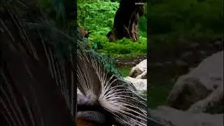 bird peacock feathers plumage #wildlife #shorts #birds