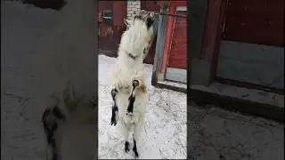 Цирк.