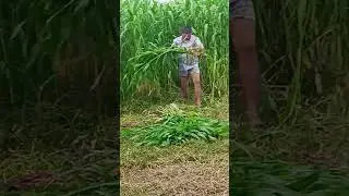 #trendingshorts