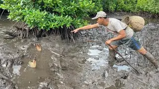 Adventure Swamp - Catching Giant Mud Crabs at Swamp after Water Low Tide | Fishing Video