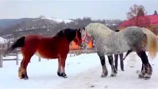 Beautiful Horse Mating Ever   Finally Female Receives the Male
