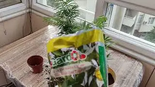Хамедорея, пересадка после покупки