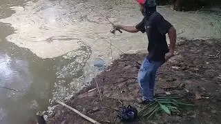 Crazy ... Fishing in rivers, bubbling ... It turns out that fish baung besarrrr