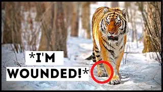 Tigers That Asked People for Help & Kindness