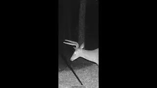 HUNT FOR BIGGEST SPIKE EVER!!!