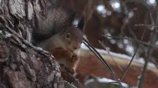 видео