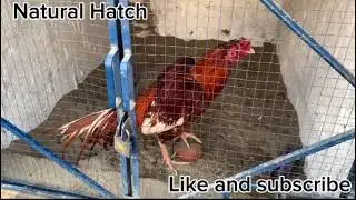 Natural Hatch new set up #nature #natural #subscribe #naturalhatch #hatch #natural #hatch