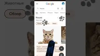 а вы знали о такой функции? #кошки #гугл #явшоке