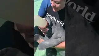 Rescued Manatee Bottlefeed | SeaWorld Orlando