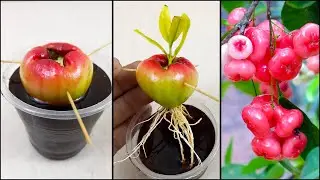 Techniques To Grow Water Apple Tree from Water Apple Fruit With soda drink ! Fast and Successfully