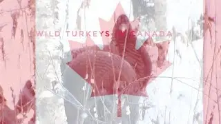 Photagrapher films Wild Canadian Turkeys