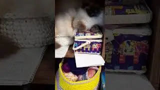 Рукодельница))