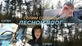 СОЛИМ СОЛОНЦЫ (и кормим клещей)/ЛЕСНОЙ ВЛОГ