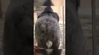 Подкат от гориллы