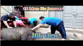 15 man ka janwar  Beautiful Cow  Qurbani Video 2020 | Bakra Eid 2020 |