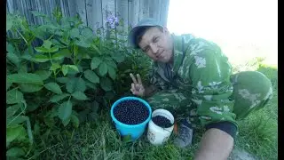 Сбор смородины 2020