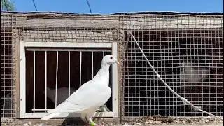 10 MILE Training Racing Pigeons