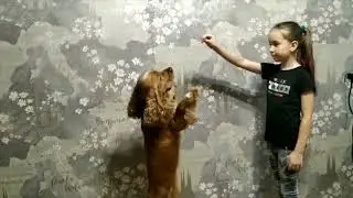Боня Собачья жизнь