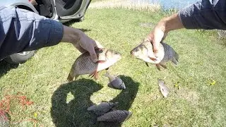 Караси по ПолкиЛо! Удачно остановился в середине дня на водоеме!