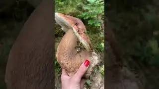 Mushrooms 2024 Eastern Europe 