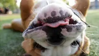 FOTO DI CANI DIVERTENTI