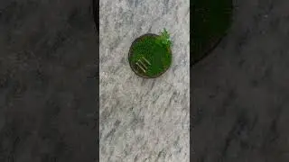 #moss terrarium #coconut shell #garden