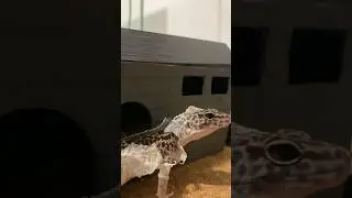 Линька эублефара 💓