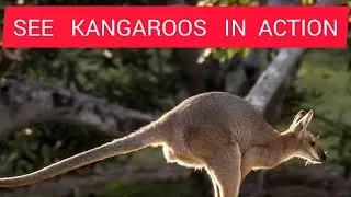 CUTE KANGAROOS IN ACTION #zoo #animalkingdom #wildlife