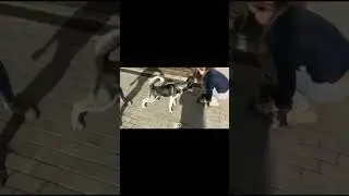 Маленький агрессор