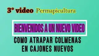 PERMAPICULTURA 3° VIDEO COMO CAZAR UNA COLMENA DE MANERA FACIL Y NATURAL EN UN CAJON NUEVO