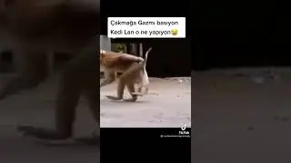 قردة شداتها زملة 😂😂😂