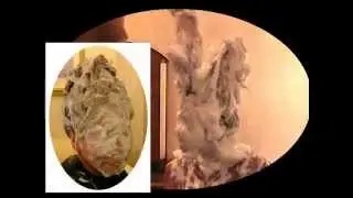 Creamed, Pied and Shampooed - A Punishment Shampoo