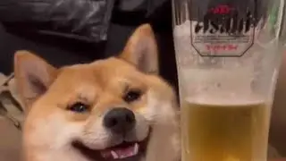 Knuckles approves dogevivor seasons