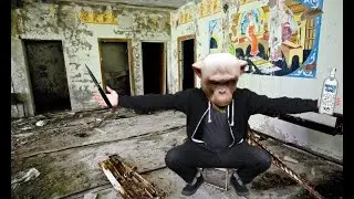 Random Chimp Event.mp4